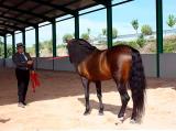 Superb Finca with horses & stables