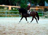 Superb Finca with horses & stables