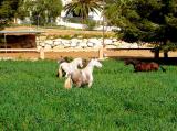 Superb Finca with horses & stables