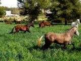 Superb Finca with horses & stables