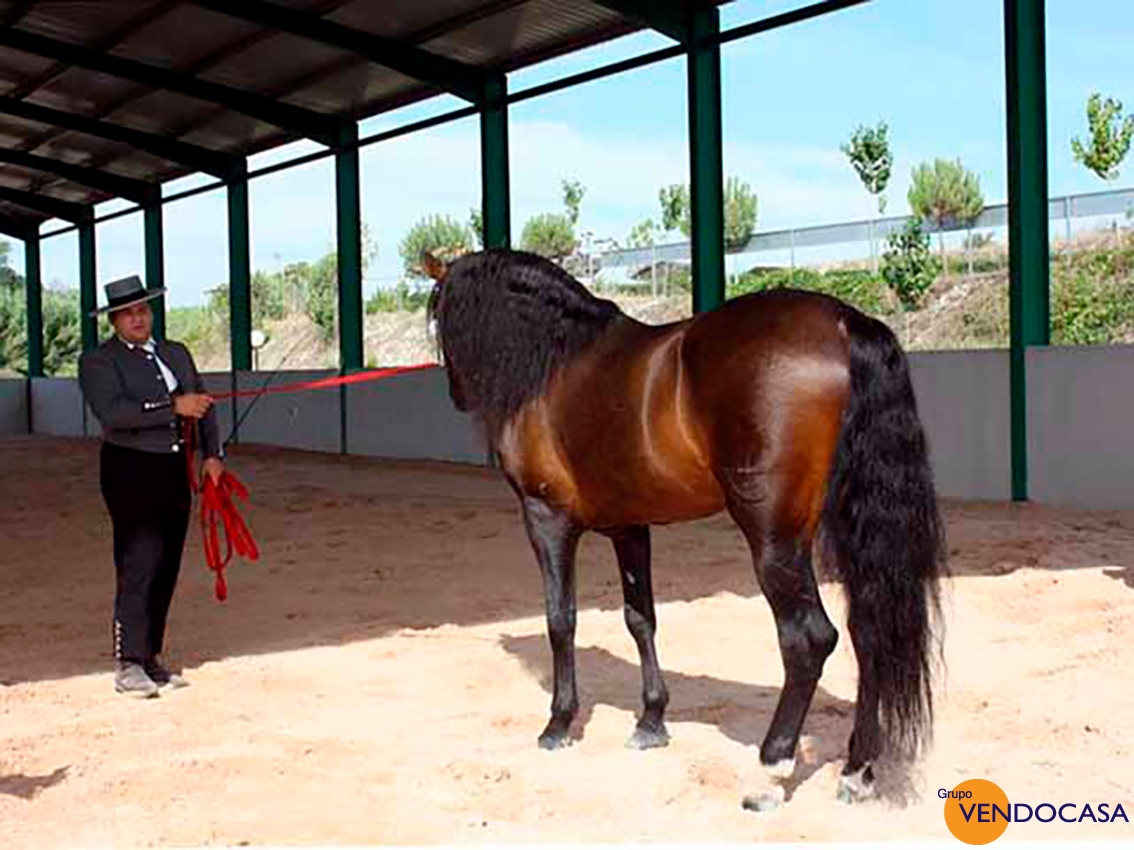 Superb Finca with horses & stables