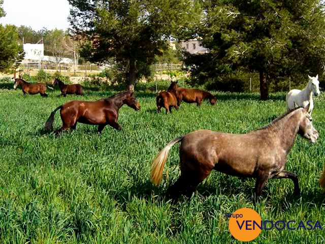 Superb Finca with horses & stables