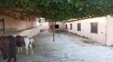 Unique large finca for horses in Ibiza